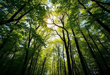 Fototapeta premium A sun-dappled canopy overhead, forest floor in intricate detail, natural, pattern