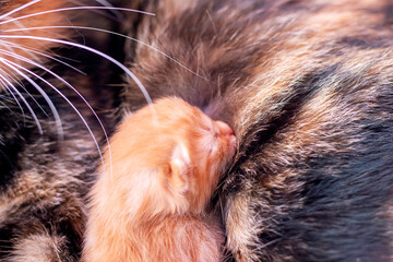 A tiny, adorable kitten is nursing from its mothers soft fur