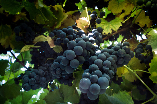 Uva vin&iacute;cola