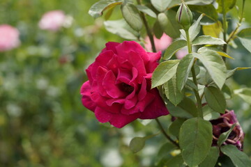 red valentine rose