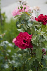 red valentine rose