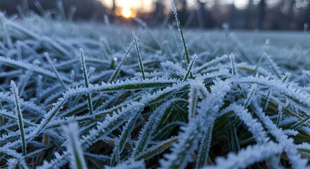 Lush green forest with sunlight on ferns
