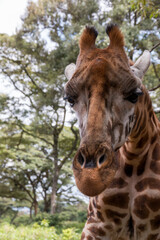 Africa, Kenya, Langata, Nairobi. African Fund for Endangered Wildlife Kenya's NGO center for the protection of endangered Rothschild giraffe, native to the grasslands of East Africa.