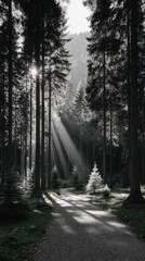 Fototapeta premium Sunbeams Through Forest Path Mystical Woods Nature Photography