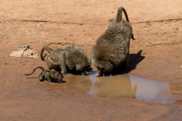 Africa, Kenya, Samburu National Reserve. Olive baboon at water hole.