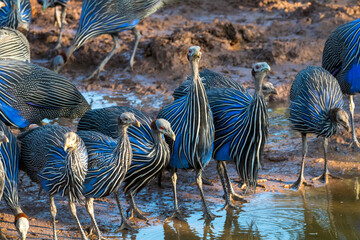 Africa, Kenya, Samburu National Reserve. The vulturine guineafowl.