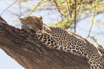 Africa, Kenya, Samburu National Reserve. African leopard in tree.