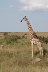 Africa, Kenya, Masai Mara. Reticulated giraffes.