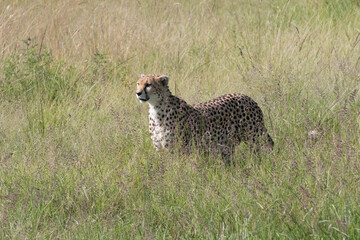 Africa, Kenya, Masai Mara National Reserve. Cheetah.