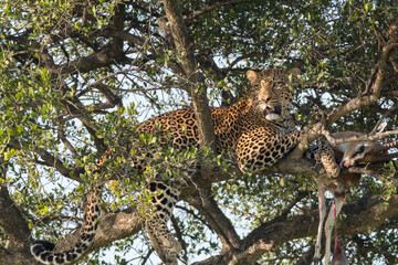 Obraz premium Africa, Kenya, Masai Mara National Reserve, African leopard in tree eating carrion of gazelle.