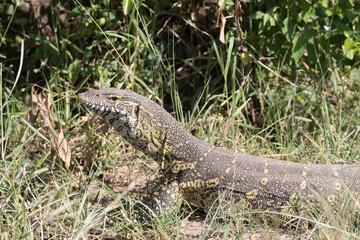 Africa, Kenya, Masai Mara National Reserve. Monitor lizard.