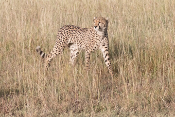 Africa, Kenya, Masai Mara National Reserve. Cheetah.