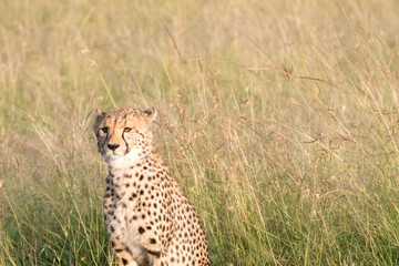 Africa, Kenya, Masai Mara National Reserve. Cheetah.