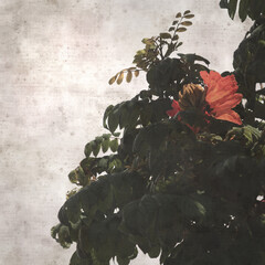 textured old paper background with red flowers of Spathodea campanulata, African tulip tree
