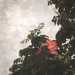 textured old paper background with red flowers of Spathodea campanulata, African tulip tree