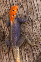 Africa, Namibia. Agama planiceps lizard close-up.