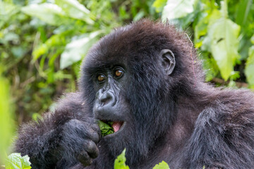 Africa, Rwanda, Musanze District, Volcanoes National Park, Ruhengeri, Kinigi. Mountain gorilla.