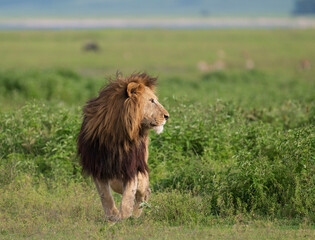 Fototapeta premium Africa, Tanzania, Ngorongoro Conservation Area. Lion in field.