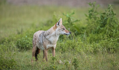 Africa, Tanzania, Ngorongoro Conservation Area. Golden jackal in field.