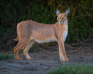Africa, Tanzania, Ngorongoro Conservation Area. Close-up of caracal wild cat.