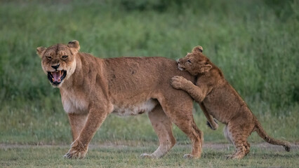 Africa, Tanzania, Ngorongoro Conservation Area. Lion cub playing with lioness.