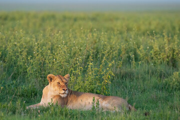 Africa, Tanzania, Serengeti National Park. Lioness resting in grass.