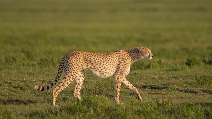 Africa, Tanzania, Serengeti National Park. Close-up of walking cheetah.