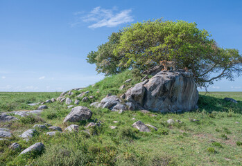Africa, Tanzania, Serengeti National Park. Lioness atop rock.