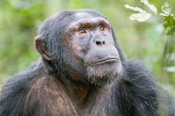 Africa, Uganda, Kibale Forest National Park. Chimpanzee in forest.