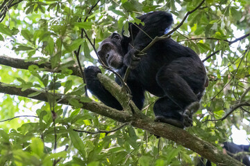 Africa, Uganda, Kibale Forest National Park. Chimpanzee in forest.