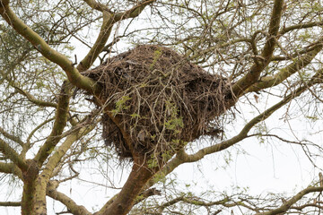 Uganda, Bwindi Impenetrable National Park. UNESCO Heritage Site. Bird nest in tree.