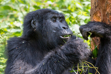 Africa, Uganda, Bwindi Impenetrable Forest and National Park. Mountain, or eastern gorillas.