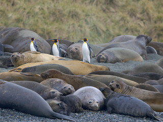 Colony on beach. Southern elephant seal during mating and pupping season on a beach on South...