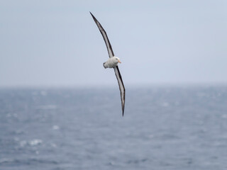 Black-browed Albatross or Mollymawk flying over the Southern Ocean, Antarctica, Southern Ocean,...