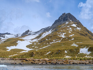 Colony on beach. Southern elephant seal during mating and pupping season on a beach on South Georgia Island. South America, South Georgia, Cooper Bay. © Danita Delimont