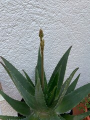 aloe vera plant