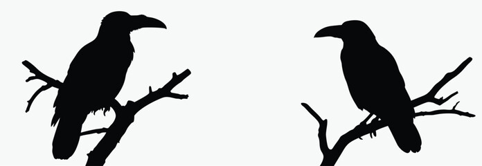Crow on tree branch, bird silhouette vector, perched black and white illustration, spooky clipart, white background