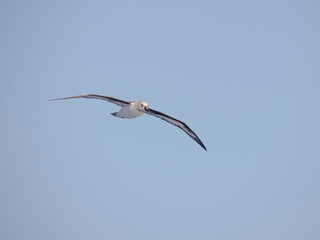 Grey-headed albatross or gray-headed mollymawk flying over the Southern Ocean. Antarctica, Southern...