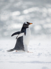 Gentoo Penguin in deep snow. Antarctica, Antarctic Peninsula, Wiencke Island.