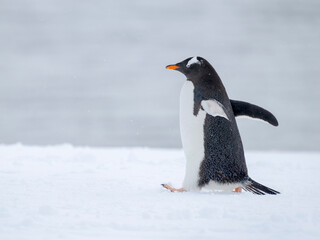 Gentoo Penguin in deep snow. Antarctica, Antarctic Peninsula, Wiencke Island.