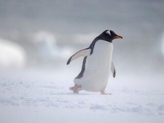 Gentoo Penguin in deep snow. Antarctica, Antarctic Peninsula, Wiencke Island.