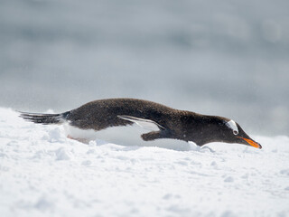 Obraz premium Gentoo Penguin in deep snow. Antarctica, Antarctic Peninsula, Wiencke Island.