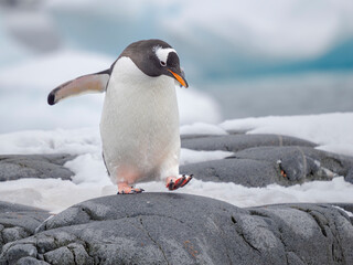 Gentoo Penguin waking to the shore. Antarctica, Antarctic Peninsula, Wiencke Island.