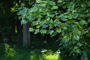 The branch of the False-platanus clover (Acer pseudoplanus), also known as the White clover or Javor.