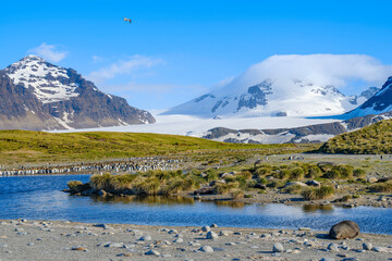 Salisbury Plain with the huge colonies of King Penguins in the Bay of Isles. Antarctica, Subantarctic, South Georgia.