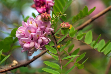 Blooming Robinia hispida, known as the bristly locust, rose acacia, or moss locust, is a shrub in the subfamily Faboideae of the pea family Fabaceae on a sunny spring day, Astrakhan, Russia
