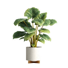 Alocasia plant in a white pot on a wooden stand.