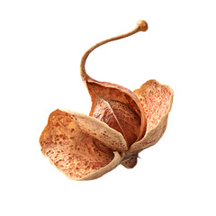 Close up of a unique dried flower seed pod.