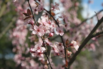 pink cherry blossom