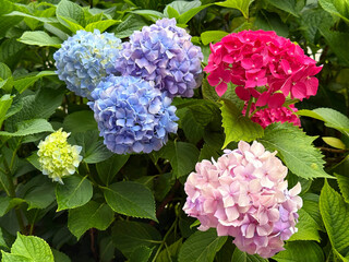 Hydrangea beautiful colorful blooms in garden